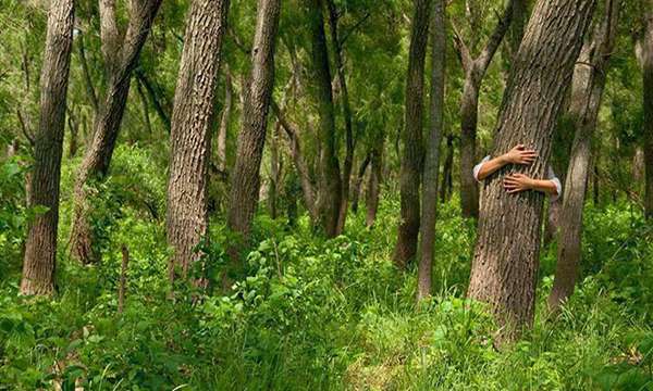 Las 14 especies de árboles que al abrazarlos sanan diversas partes del cuerpo_Viaje Hacia Si Mismo